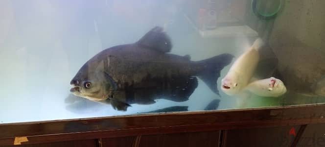 Black  pacu , Tiger Oscar, sucker fishes for sale