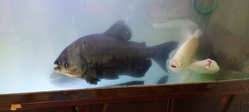 Black  pacu , Tiger Oscar, sucker fishes for sale 0