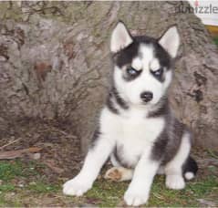 Whatsapp me +96555207281 Siberian Husky puppies for sale