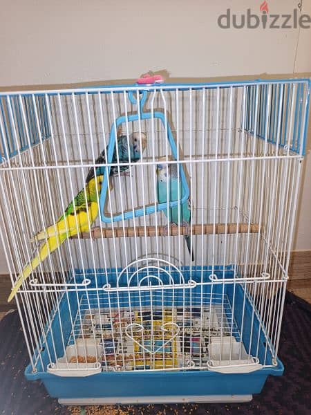 3  healthy budgies with cage for sell 0