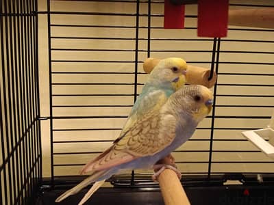 Budgies , cage & accessories for Sale