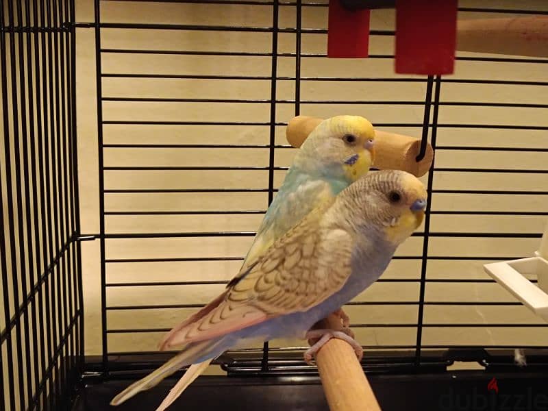 Budgies , cage & accessories for Sale 0