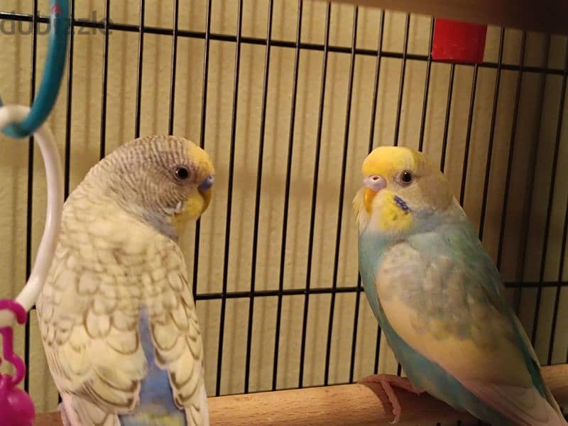 Budgies , cage & accessories for Sale 1