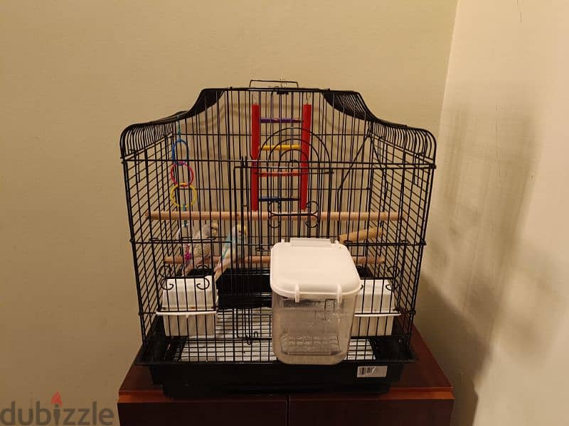 Budgies , cage & accessories for Sale 2