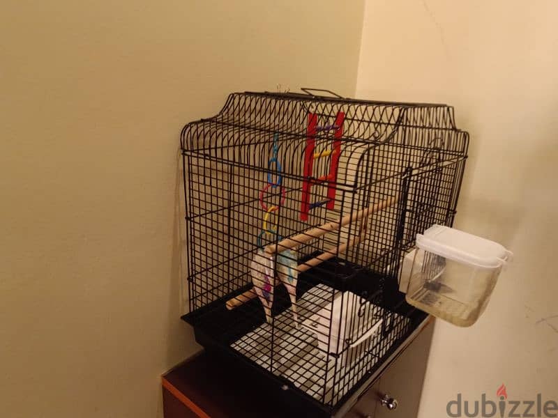 Budgies , cage & accessories for Sale 3