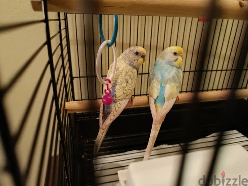 Budgies , cage & accessories for Sale 4