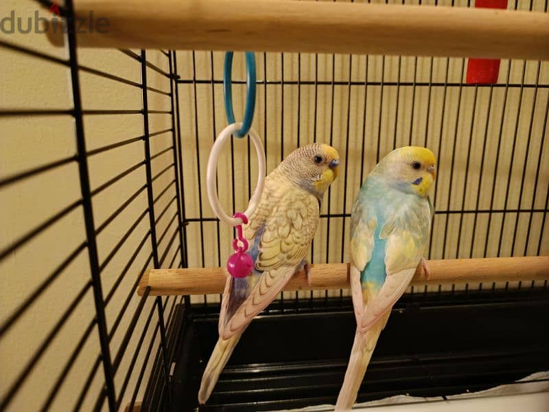 Budgies , cage & accessories for Sale 5