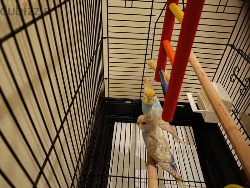 Budgies , cage & accessories for Sale 6