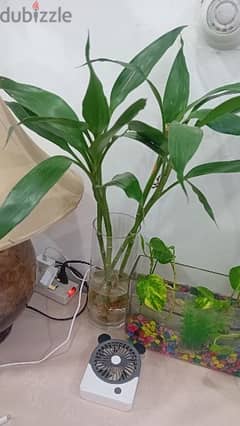 Lucky bamboo plant for sale