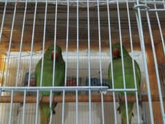 couple parrots 0