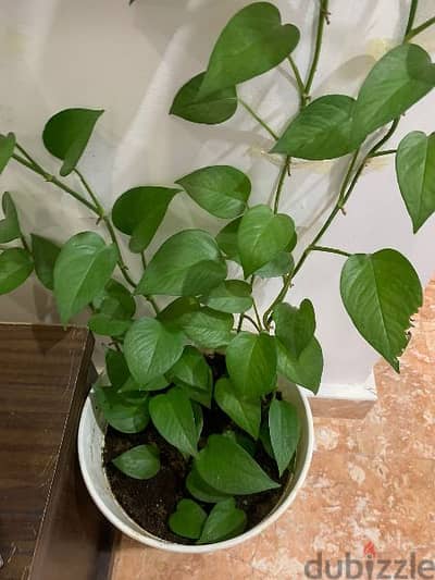 Lengthy Money Plant for sale