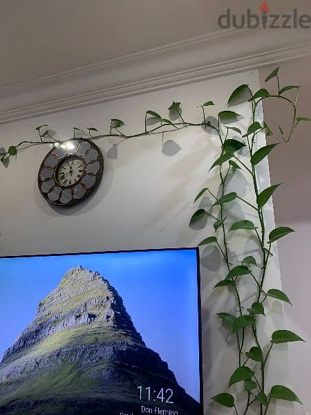 Lengthy Money Plant for sale 2