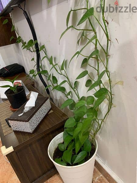 Lengthy Money Plant for sale 3