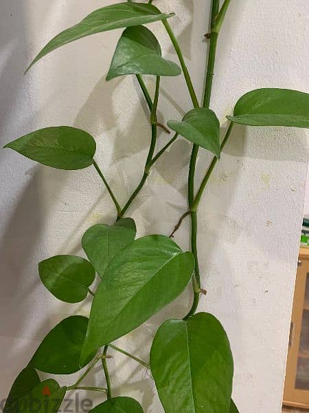 Lengthy Money Plant for sale 4