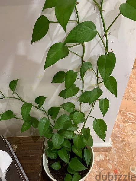 Lengthy Money Plant for sale 7