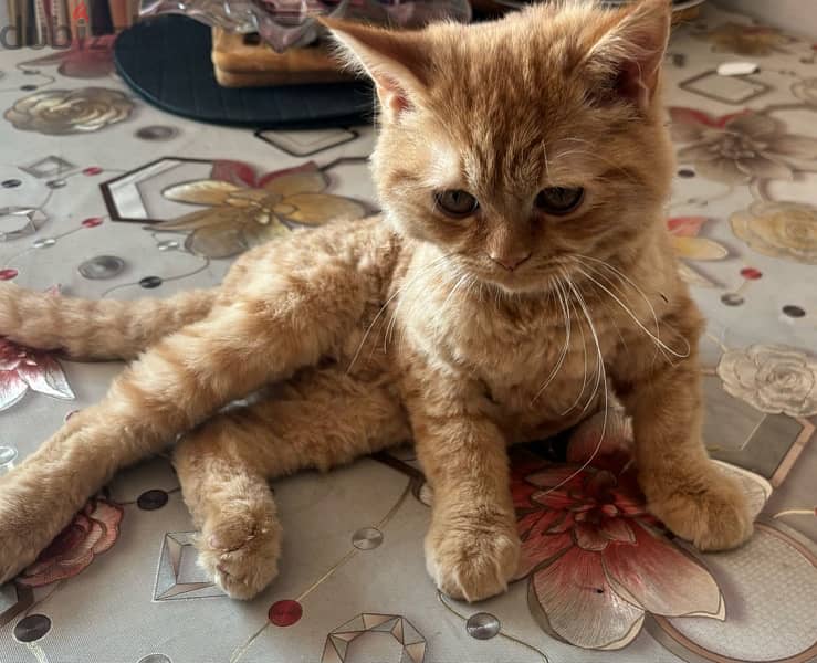 Cute male Kitten for Adoption 5