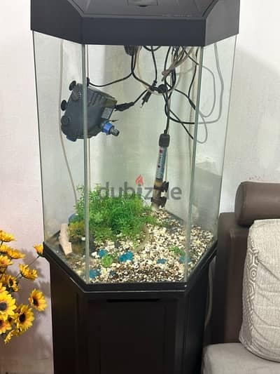 Fish tank big with stand