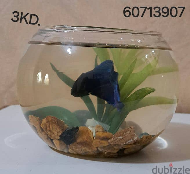 FISH BOWL WITH BETTA FISH 1