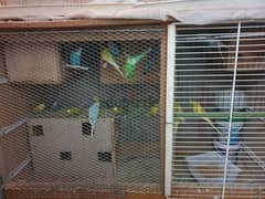 Australian parrots for sale 0