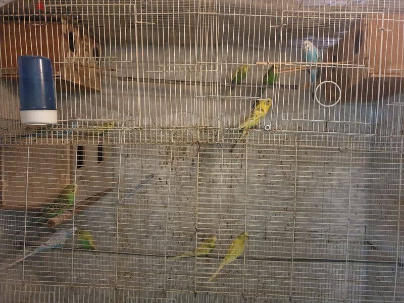 Australian parrots for sale 1