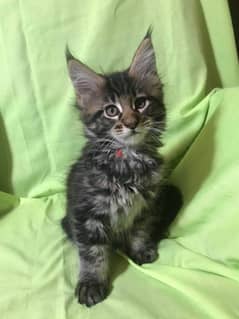 Whatsapp me +96555207281 Maine Coon kittens for sale