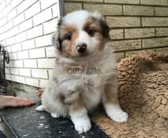 Whatsapp me +96555207281 Australian Shepherd puppies for sale