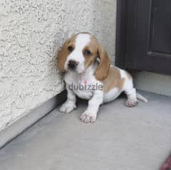 Whatsapp me +96555207281 Basset Hound puppies for sale