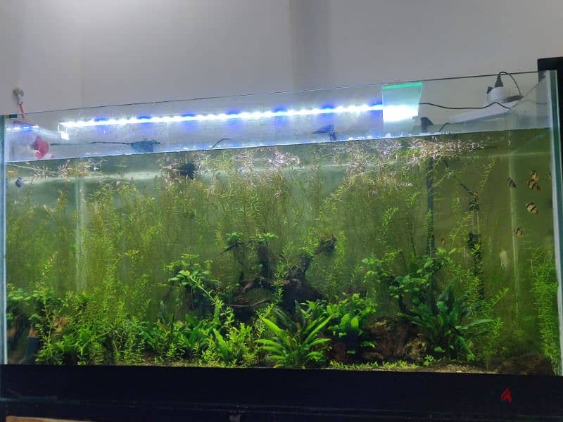 Aquarium size 150x60x80 cm 1