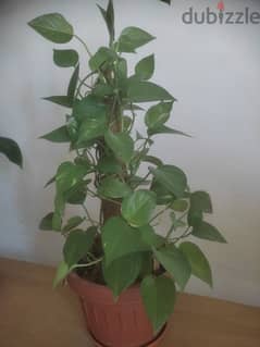 money plant