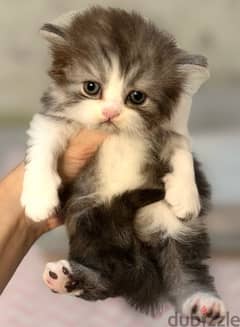 5 kittens for sale / Persian