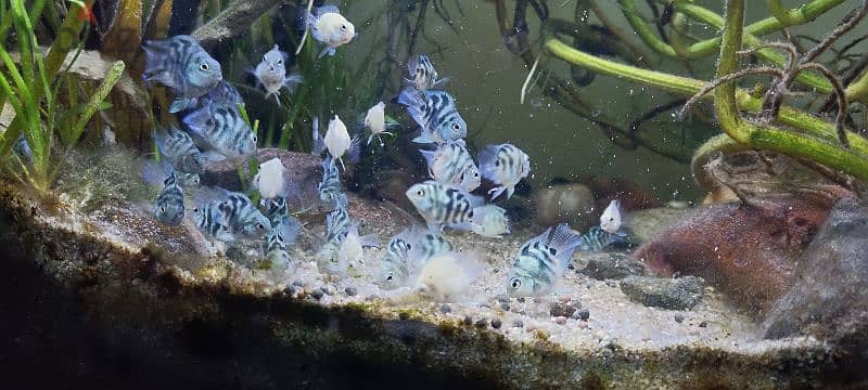 Homebreed platinum white Angel fish, polar blue and polar white fish 1