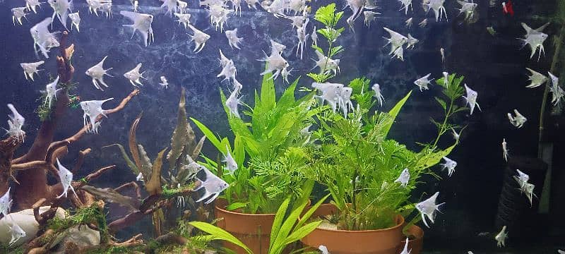 Homebreed platinum white Angel fish, polar blue and polar white fish 2