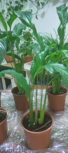 Peace lily plants (indoor)