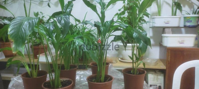 Peace lily plants (indoor) 1