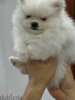 2 months old pomeranian