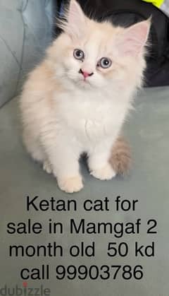 2 months 3 kittens cat for sale