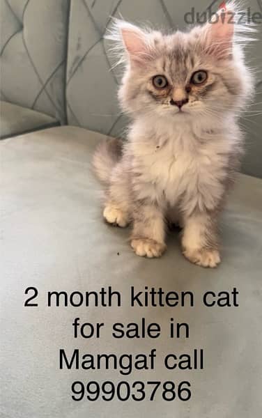 2 months 3 kittens cat for sale 1