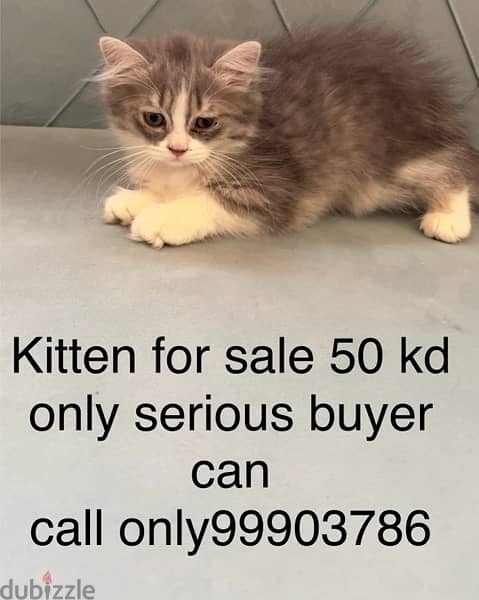 2 months 3 kittens cat for sale 2