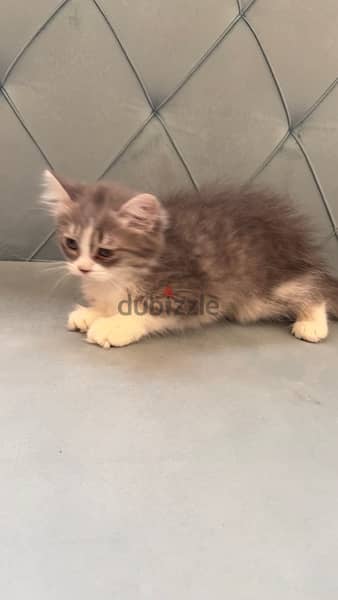 2 months 3 kittens cat for sale 4