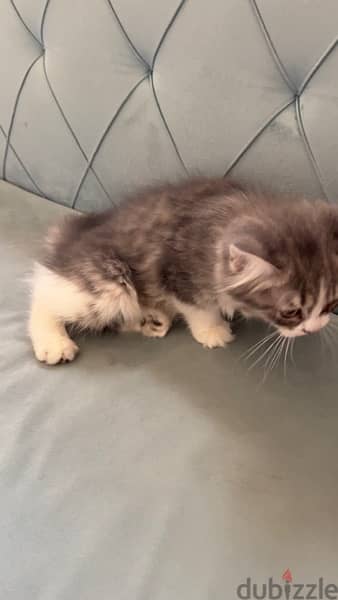 2 months 3 kittens cat for sale 5