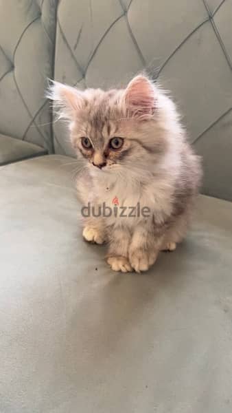 2 months 3 kittens cat for sale 6