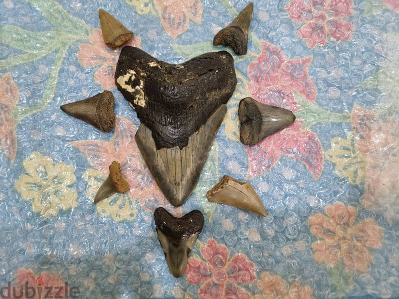 Fossil Shark Teeth Collection - Megalodon, Great White (USA & Java 0