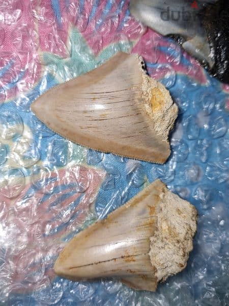 Fossil Shark Teeth Collection - Megalodon, Great White (USA & Java 1