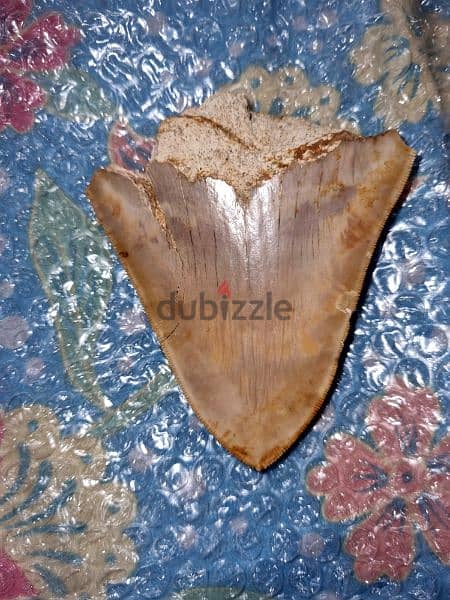 Fossil Shark Teeth Collection - Megalodon, Great White (USA & Java 2