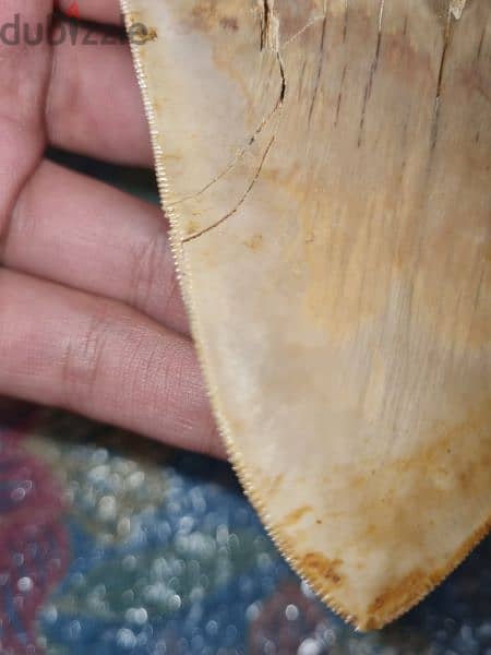 Fossil Shark Teeth Collection - Megalodon, Great White (USA & Java 4