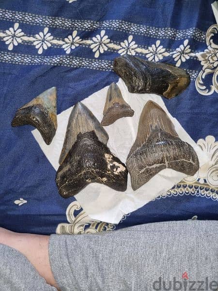 Fossil Shark Teeth Collection - Megalodon, Great White (USA & Java 5