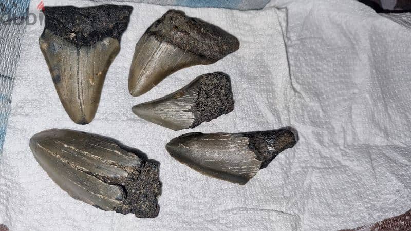 Fossil Shark Teeth Collection - Megalodon, Great White (USA & Java 6