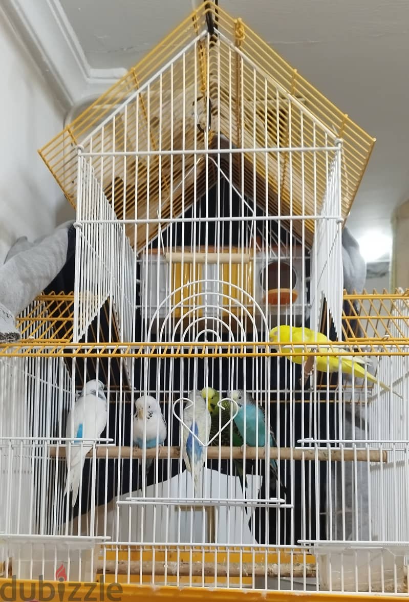 6 parakeets and cage 0