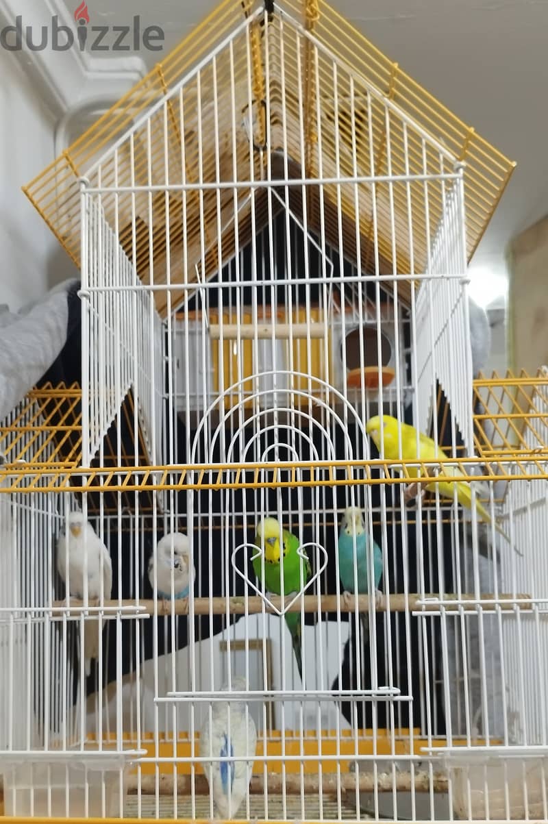 6 parakeets and cage 1