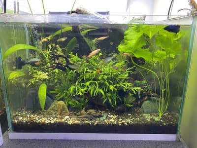 45x30x30 fully planted aquarium